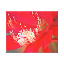 Epiphyllum Impresion En Lona