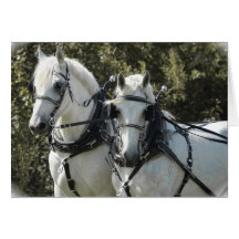 Equipo de Percheron Tarjetas