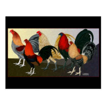 Equipo ideal del gallo tarjetas postales