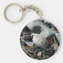 Erizo de mar Shell 1 llavero