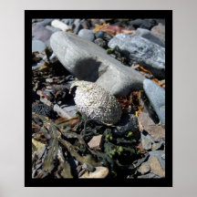 Erizo de mar Shell 1 poster