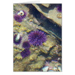 Erizos de mar de Tidepools del océano Tarjeton