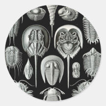Ernst Haeckel - Aspidonia Etiqueta