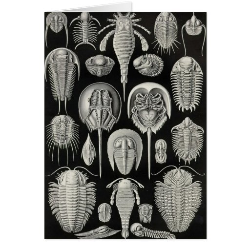 Ernst Haeckel - Aspidonia Tarjetas