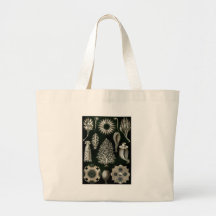 Ernst Haeckel Calcispongiae Bolsa