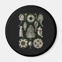 Ernst Haeckel Calcispongiae Imanes De Nevera