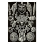Ernst Haeckel - Cirripedia Felicitaciones