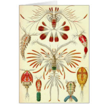 Ernst Haeckel - Copepoda Tarjeta