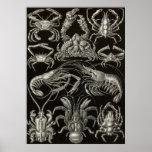 Ernst Haeckel - decápodos Poster