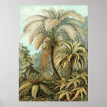 Ernst Haeckel - Filicinae2 Poster