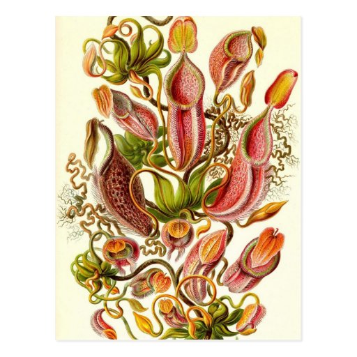 Ernst Haeckel - Nepenthaceae Postal
