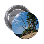 Erosión que expone raíces del árbol pins