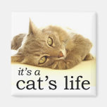 Es la vida de un gato - imán