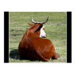 Ésa no es ninguna Bull Postal