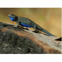 Escalas azules del vientre de los lagartos escultura fotográfica