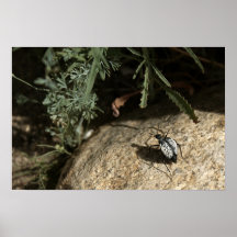 Escarabajo de la araña del desierto impresiones