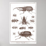 Escarabajos - placa LXXV Histoire Naturelle Didero Impresiones