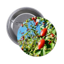 Escaramujos del perro pin