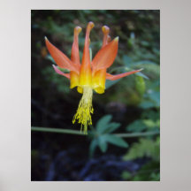 Escarlata Columbine Poster