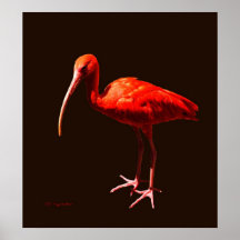 Escarlata Ibis en negro Poster