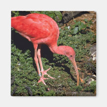 Escarlata Ibis Imanes