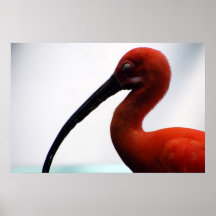 escarlata Ibis Posters