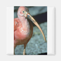 Escarlata Ibis, primer Imanes Para Frigoríficos