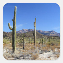 Escena 13 del desierto de Sonoran Calcomanía Cuadradas Personalizadas