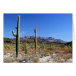 Escena 13 del desierto de Sonoran Tarjetón