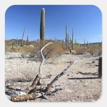 Escena 14 del desierto de Sonoran Calcomanía Cuadradase