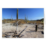 Escena 14 del desierto de Sonoran Tarjeton