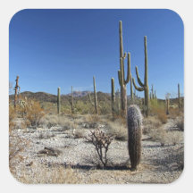 Escena 15 del desierto de Sonoran Calcomanías Cuadradass