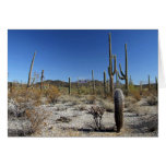 Escena 15 del desierto de Sonoran Tarjetas