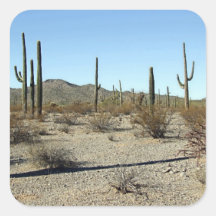Escena 16 del desierto de Sonoran Colcomanias Cuadradas Personalizadas