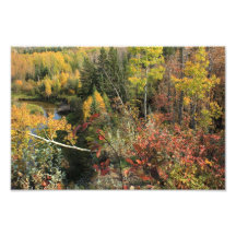 Escena canadiense del otoño del bosque arte fotografico