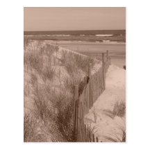 Escena de la playa de la sepia postales
