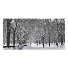 Escena del invierno de la alameda del Central Park Tarjetas Fotograficas Personalizadas