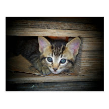 Escondite del gatito tarjeta postal