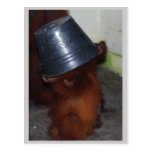 Escondite del orangután postal