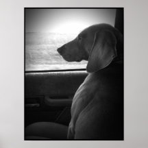 Escopeta del montar a caballo de Weimaraner - lona Posters