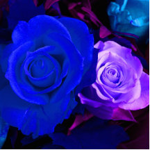Escultura color de rosa púrpura azul de la foto esculturas fotograficas
