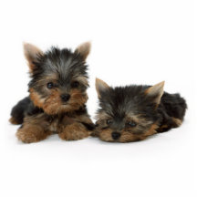 Escultura de la foto de los perritos de Yorkshire  Escultura Fotográfica