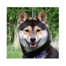 Escultura de Shiba Inu Esculturas Fotograficas