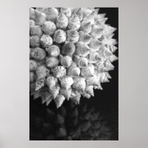 Esfera de Shell Poster