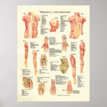 Español de Músculos y Articulaciones Anatomia Poster