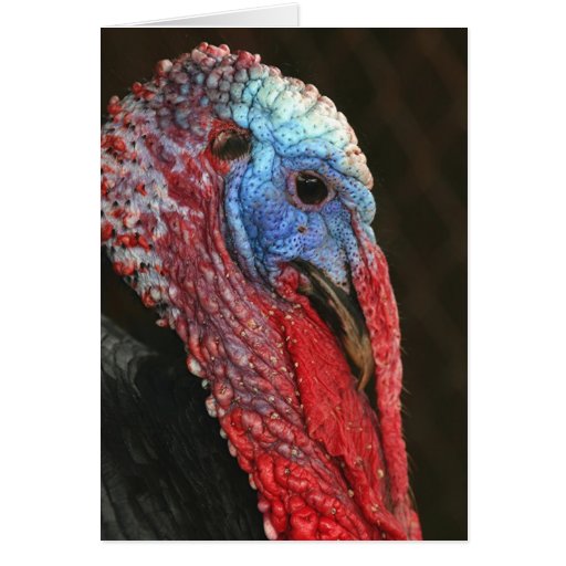 ~ español negro Notecard de Turquía de la herencia Tarjetas