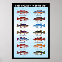 Especie baja del sureste posters