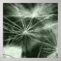 Especie Pusteblume 蒲公英 Impresiones