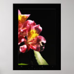 esperanza de las flores impresiones