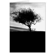 Espino de Glastonbury. Árbol. Blanco y negro. Tarjetas